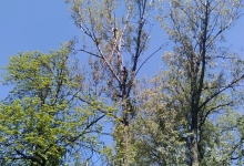 Servicii Alpinism Targu Mures Alpinist Utilitar Targu Mures - CARPATHIA ALPIN 